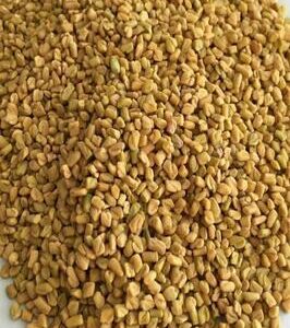 Fenugreek