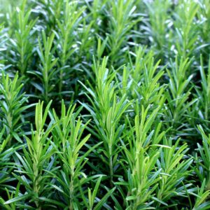 Rosemary