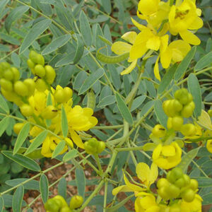 Cassia senna