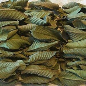 Guava leaves